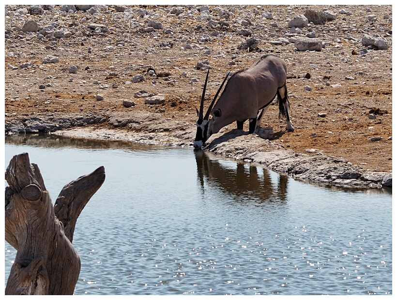Oryx