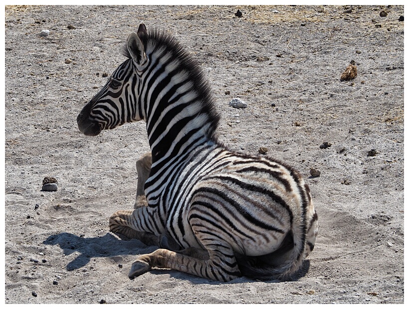 Zebra