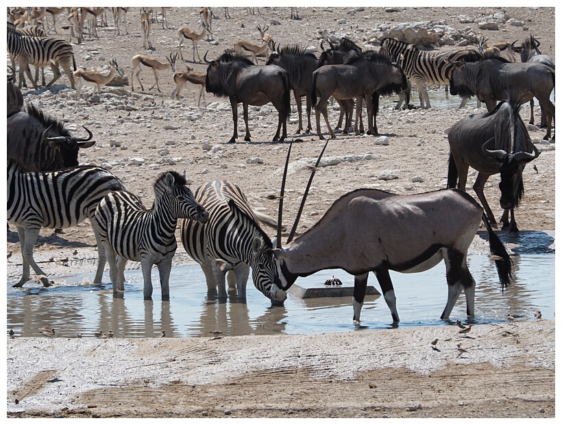 Gemsboks