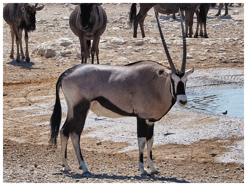Gemsbok