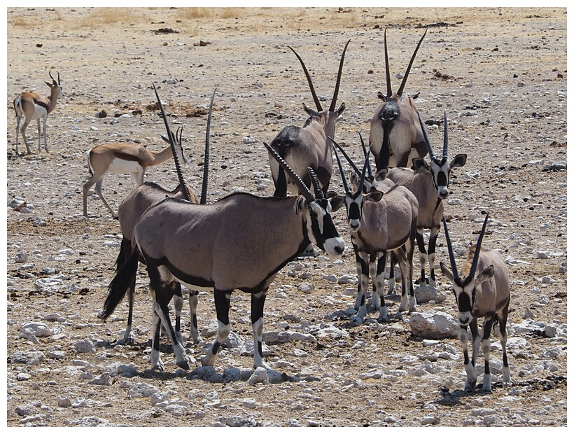 Gemsboks