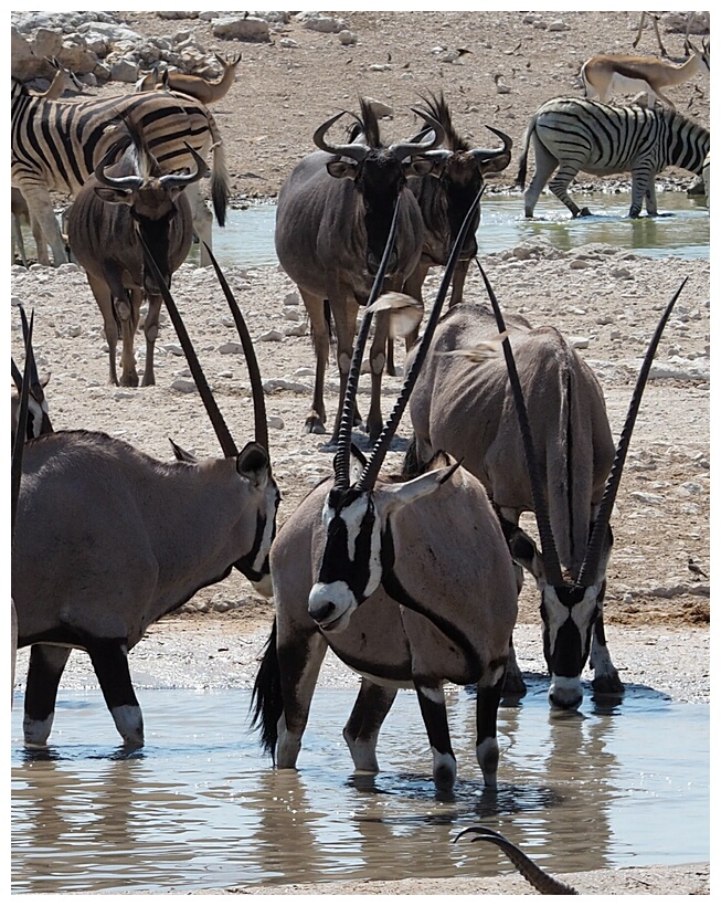Gemsboks