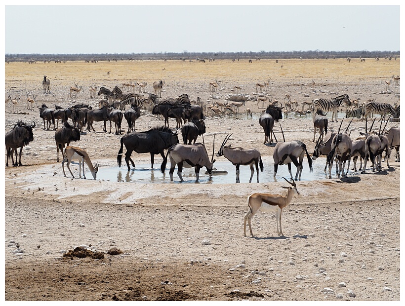 Nebrownii Waterhole
