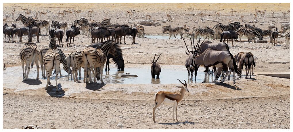 Nebrownii Waterhole