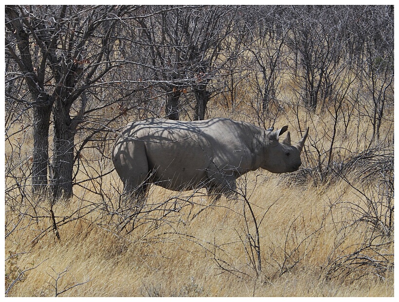 White Rhinocero