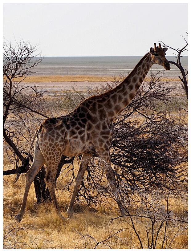 Giraffe