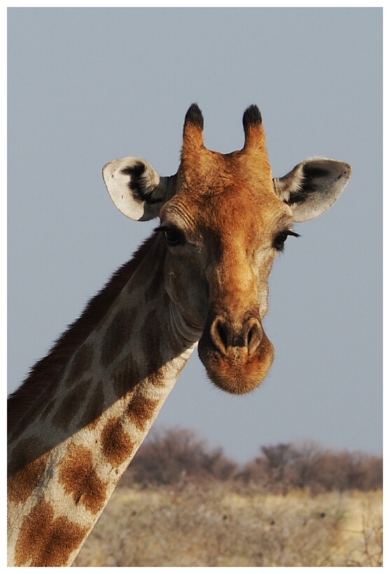 Giraffe