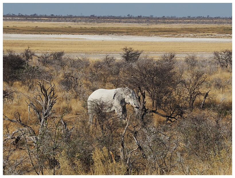 Elephant