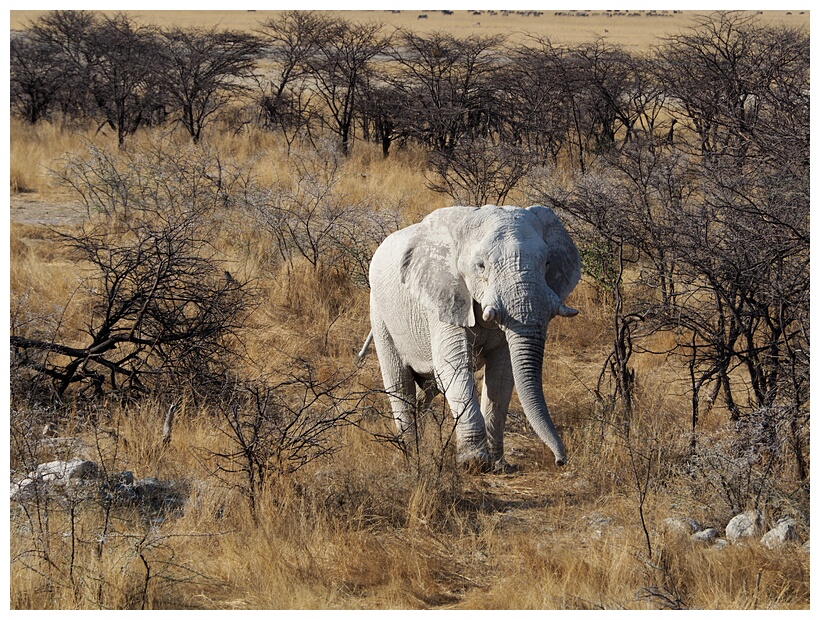 Ghost Elephant