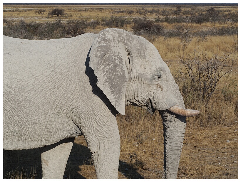 Elephant