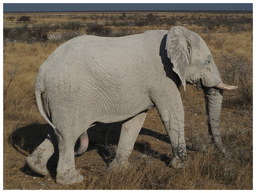 Elephant
