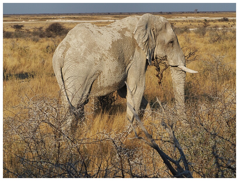 Elephant