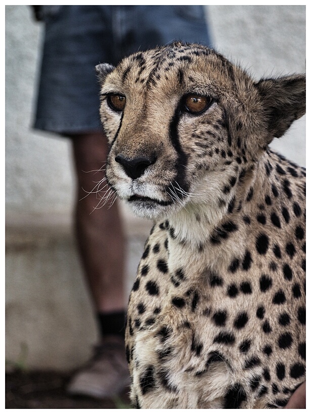 Cheetah 