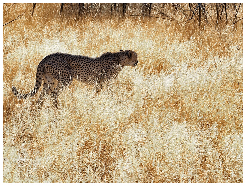Cheetah Farm