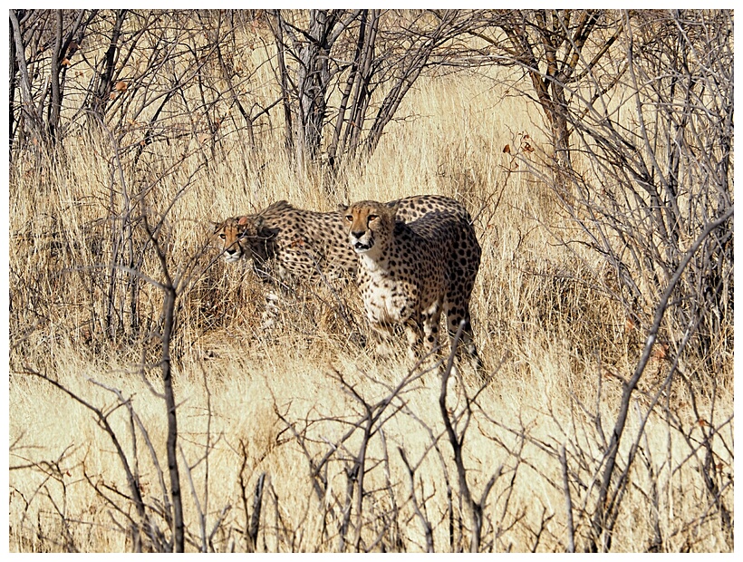 Cheetah Farm