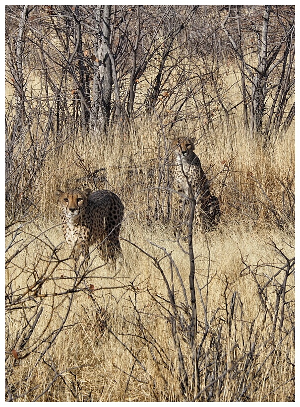 Cheetah Farm