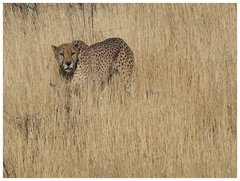 Cheetah