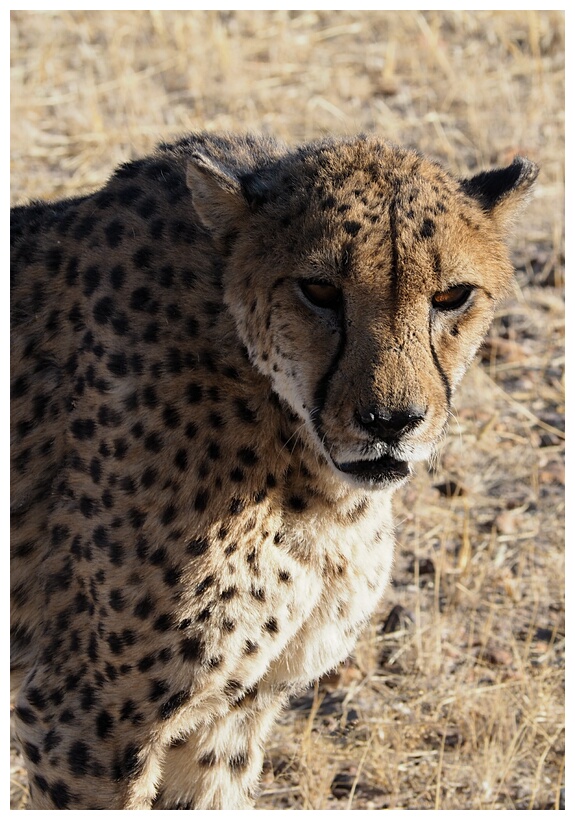Cheetah Farm