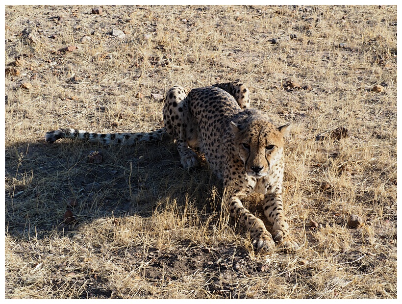 Cheetah Farm