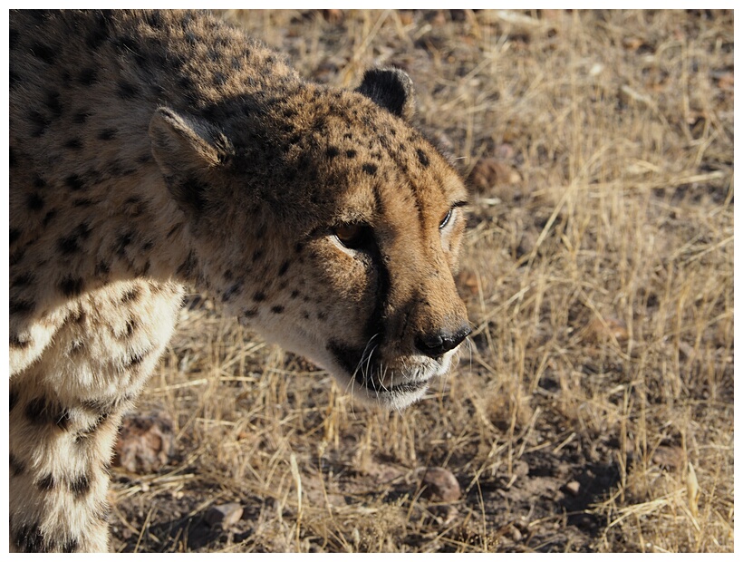 Cheetah Farm