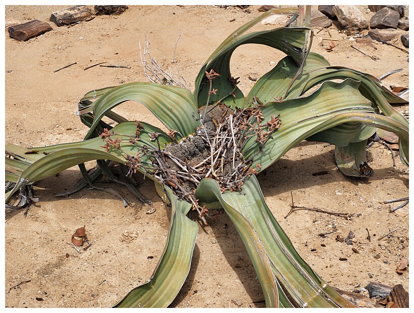 Welwitschia