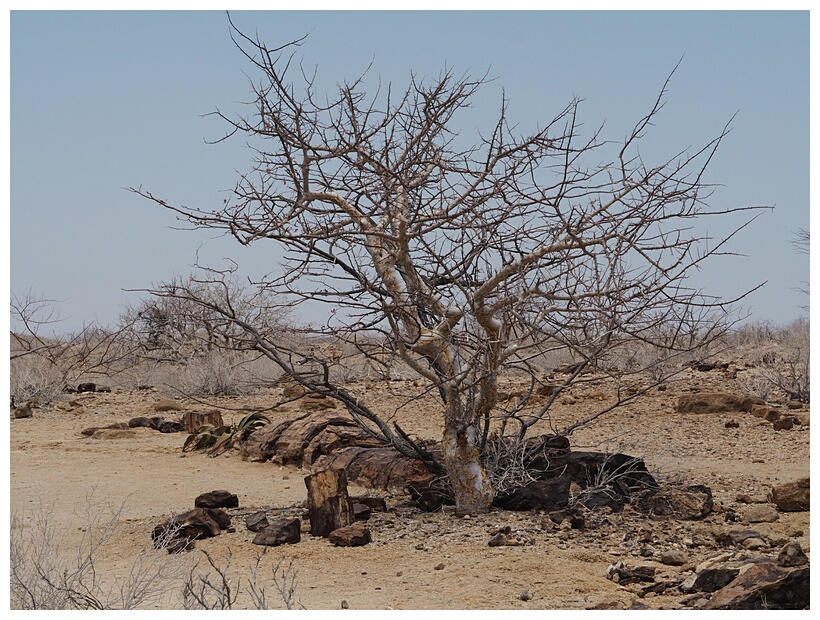 Petrified Forest