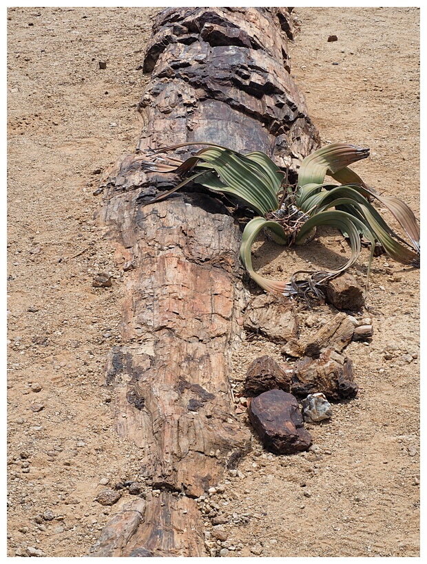 Welwitschia Mirabilis