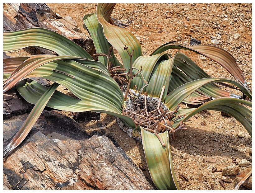 Welwitschia Mirabilis