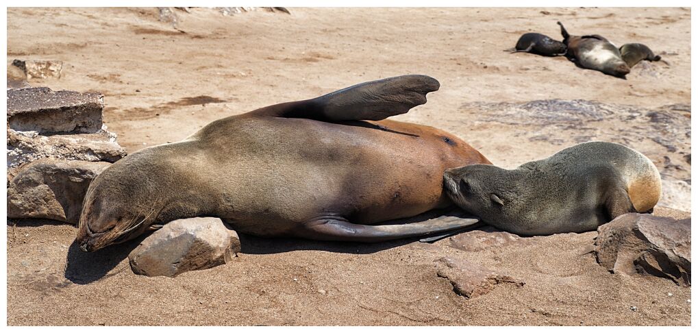 Cape Cross Seal Reserve