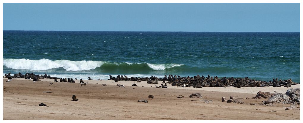 Cape Cross Seal Reserve