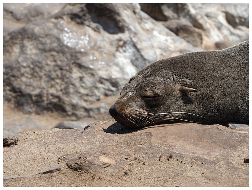 Cape Cross Seal Reserve