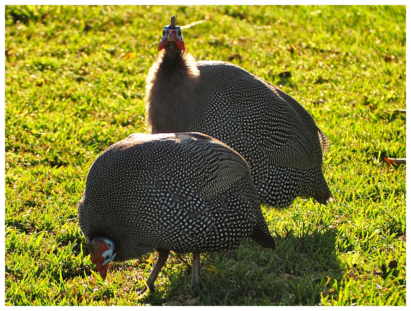 Guinea Fowls
