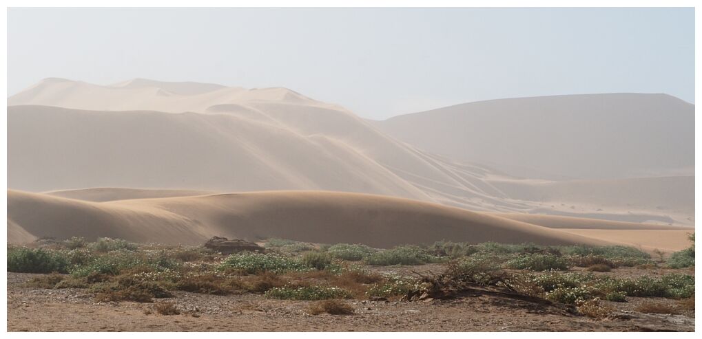 Namib Desert