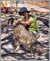 Cheetah