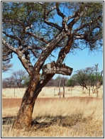 Namibia