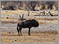 Etosha National Park