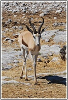 Etosha National Park