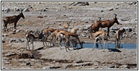 Etosha National Park