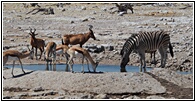 Etosha National Park