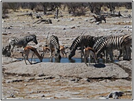 Waterholes