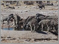 Etosha National Park
