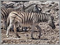 Etosha National Park