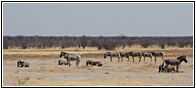 Etosha National Park