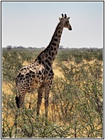 Etosha National Park
