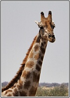 Etosha National Park