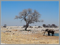 Etosha National Park