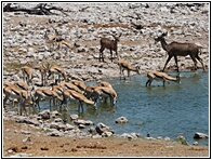 Etosha National Park