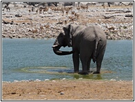 Etosha National Park