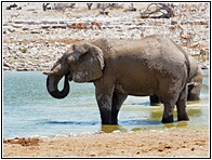 Etosha National Park