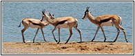 Etosha National Park